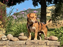 FRODO, Hund, Mischlingshund in Dänischenhagen - Bild 4