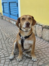 FRODO, Hund, Mischlingshund in Dänischenhagen - Bild 5