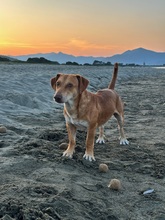 FRODO, Hund, Mischlingshund in Dänischenhagen - Bild 6