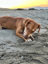 FRODO, Hund, Mischlingshund in Dänischenhagen - Bild 7
