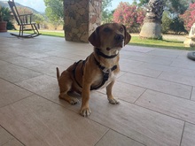 FRODO, Hund, Mischlingshund in Dänischenhagen - Bild 8