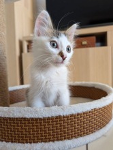HARRY, Katze, Europäisch Kurzhaar in Zypern - Bild 1