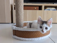 HARRY, Katze, Europäisch Kurzhaar in Zypern - Bild 2