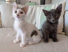 HARRY, Katze, Europäisch Kurzhaar in Zypern - Bild 3