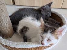 HARRY, Katze, Europäisch Kurzhaar in Zypern - Bild 4