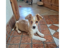 KLEINPOLLY, Hund, Mischlingshund in Werneck - Bild 2
