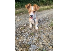 KLEINPOLLY, Hund, Mischlingshund in Werneck - Bild 3