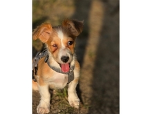 KLEINPOLLY, Hund, Mischlingshund in Werneck - Bild 4