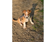 KLEINPOLLY, Hund, Mischlingshund in Werneck - Bild 5