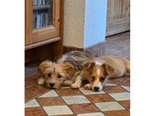 KLEINPOLLY, Hund, Mischlingshund in Werneck - Bild 7
