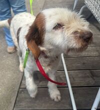 MINI, Hund, Mischlingshund in Italien - Bild 1