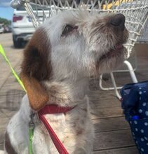 MINI, Hund, Mischlingshund in Italien - Bild 2