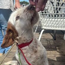 MINI, Hund, Mischlingshund in Italien - Bild 4