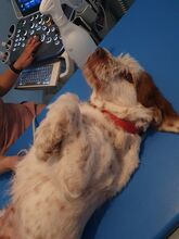MINI, Hund, Mischlingshund in Italien - Bild 5