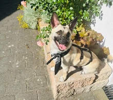 LOUIS, Hund, Mischlingshund in Düsseldorf - Bild 1
