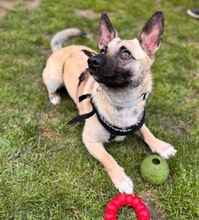 LOUIS, Hund, Mischlingshund in Düsseldorf - Bild 10