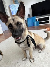 LOUIS, Hund, Mischlingshund in Düsseldorf - Bild 11