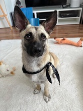 LOUIS, Hund, Mischlingshund in Düsseldorf - Bild 12