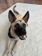 LOUIS, Hund, Mischlingshund in Düsseldorf - Bild 13