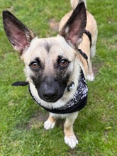 LOUIS, Hund, Mischlingshund in Düsseldorf - Bild 14