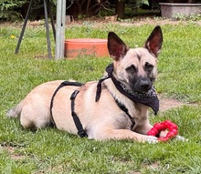 LOUIS, Hund, Mischlingshund in Düsseldorf - Bild 15