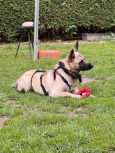 LOUIS, Hund, Mischlingshund in Düsseldorf - Bild 16