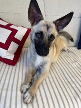 LOUIS, Hund, Mischlingshund in Düsseldorf - Bild 17