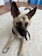 LOUIS, Hund, Mischlingshund in Düsseldorf - Bild 18