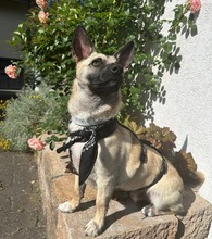 LOUIS, Hund, Mischlingshund in Düsseldorf - Bild 2