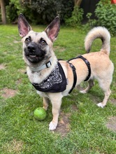 LOUIS, Hund, Mischlingshund in Düsseldorf - Bild 3