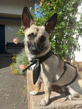 LOUIS, Hund, Mischlingshund in Düsseldorf - Bild 4
