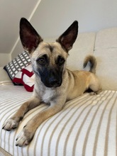 LOUIS, Hund, Mischlingshund in Düsseldorf - Bild 5