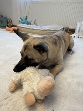 LOUIS, Hund, Mischlingshund in Düsseldorf - Bild 6