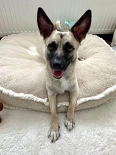 LOUIS, Hund, Mischlingshund in Düsseldorf - Bild 7