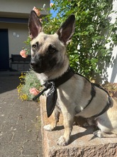 LOUIS, Hund, Mischlingshund in Düsseldorf - Bild 9