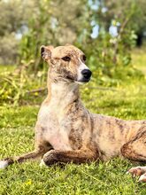 NUTELLA, Hund, Italienischer Windhund in Italien - Bild 1