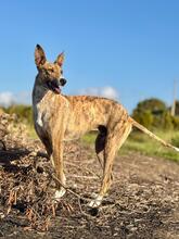 NUTELLA, Hund, Italienischer Windhund in Italien - Bild 10