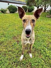 NUTELLA, Hund, Italienischer Windhund in Italien - Bild 11