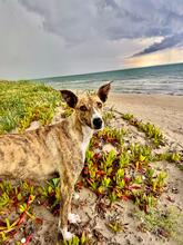 NUTELLA, Hund, Italienischer Windhund in Italien - Bild 12