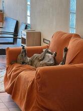 NUTELLA, Hund, Italienischer Windhund in Italien - Bild 13