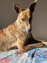NUTELLA, Hund, Italienischer Windhund in Italien - Bild 2