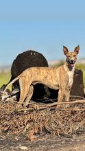 NUTELLA, Hund, Italienischer Windhund in Italien - Bild 3
