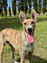 NUTELLA, Hund, Italienischer Windhund in Italien - Bild 4