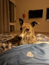 NUTELLA, Hund, Italienischer Windhund in Italien - Bild 6