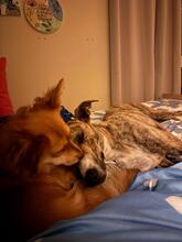 NUTELLA, Hund, Italienischer Windhund in Italien - Bild 7