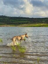NUTELLA, Hund, Italienischer Windhund in Italien - Bild 8