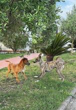 NUTELLA, Hund, Italienischer Windhund in Italien - Bild 9