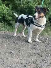 ZENITH, Hund, Mischlingshund in Seelze - Bild 1