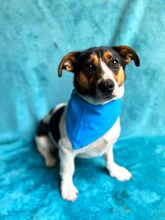 ZENITH, Hund, Mischlingshund in Seelze - Bild 10