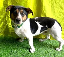 ZENITH, Hund, Mischlingshund in Seelze - Bild 11